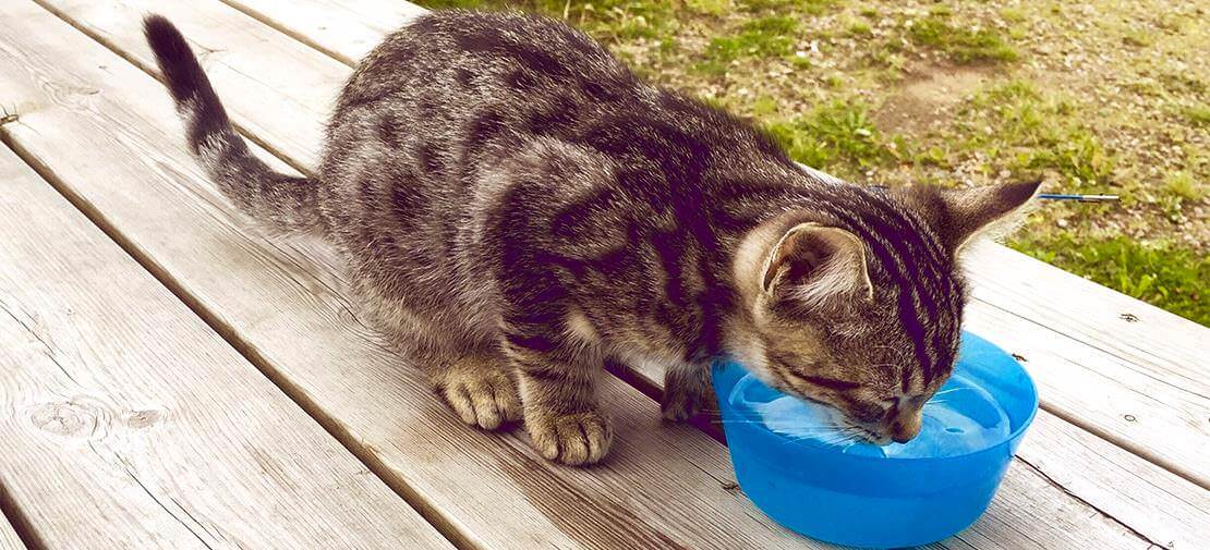 我的貓貓喝的水夠嗎